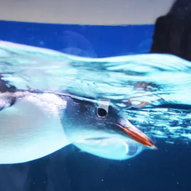 penguin floating