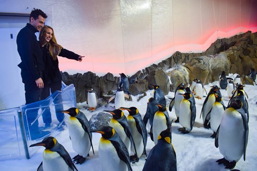 Date Ideas - Watch Penguins at SEA LIFE Melbourne