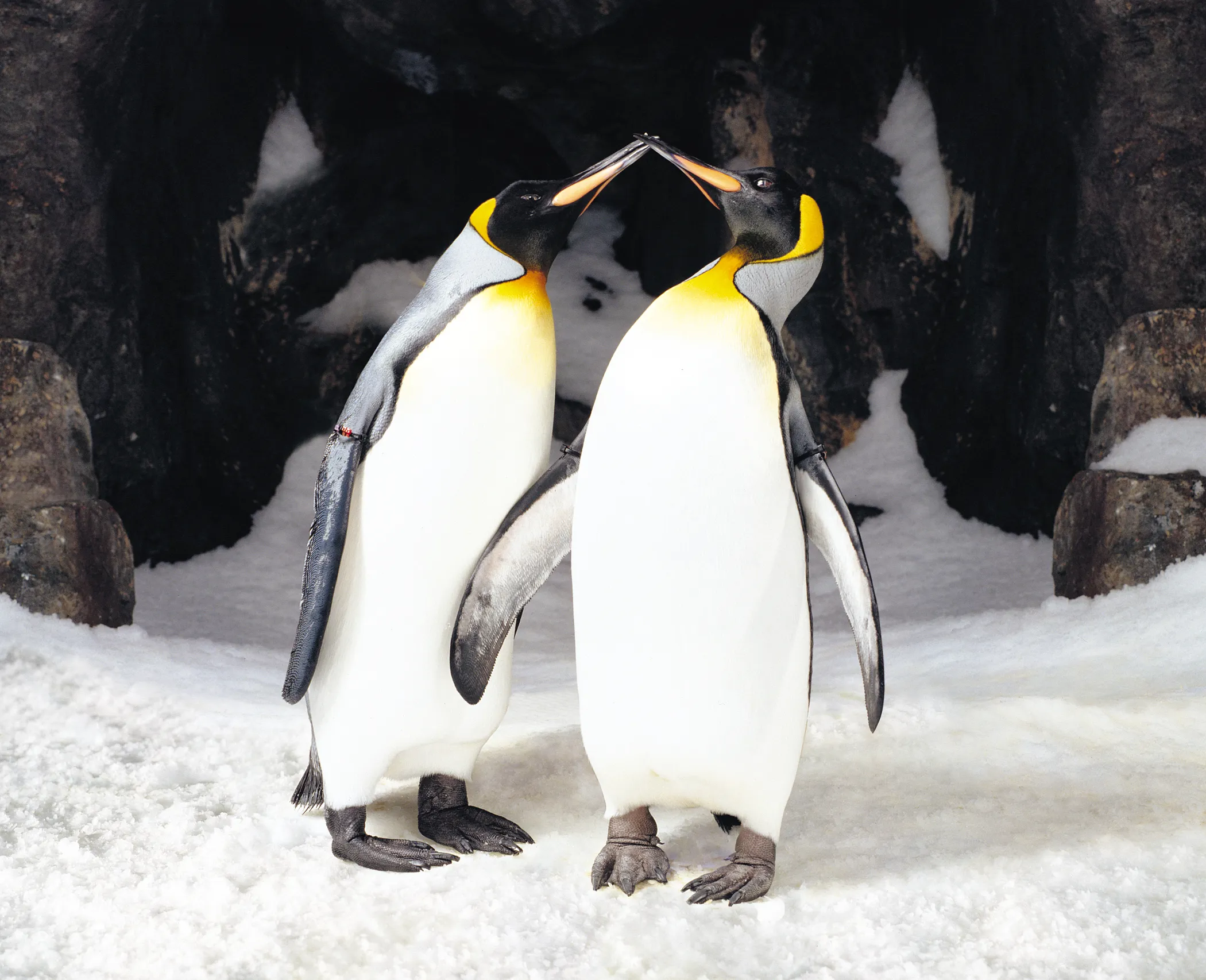 SLKT Penguins Kissing