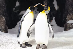 SLKT Penguins Kissing