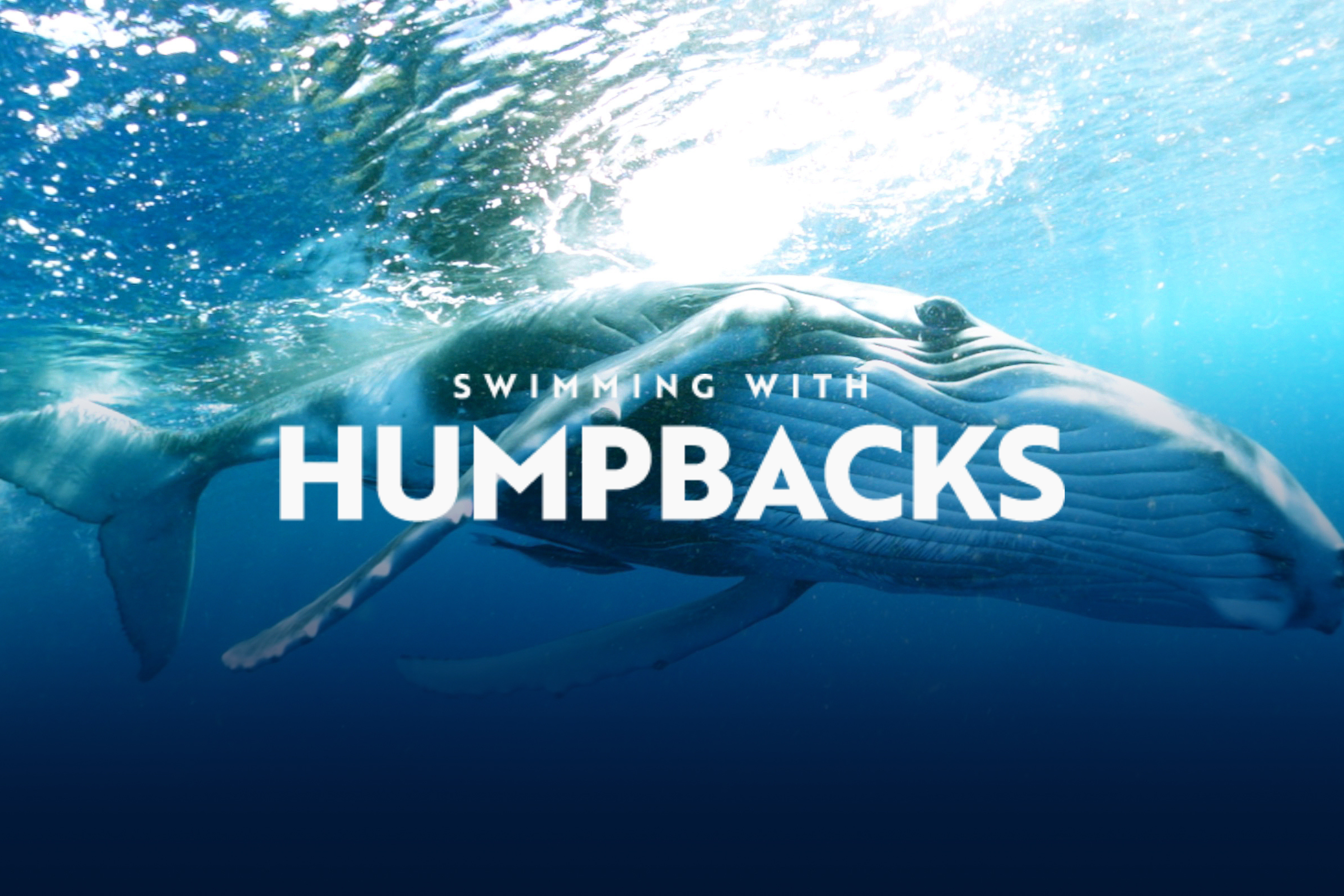 Swimming With Humpbacks VR
