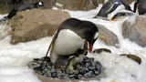 Gentoo Chicks 25.11.20 2 (1)