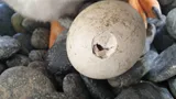 Gentoo Penguin Hatching 1
