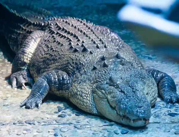 Croc Pinj