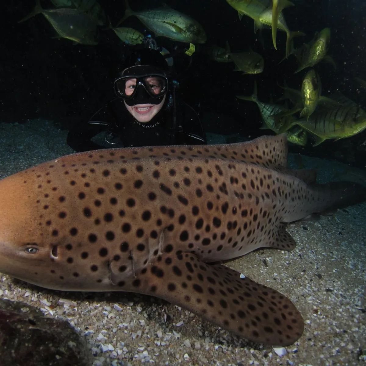 Melbourne Aquarium Best Prices SEA LIFE Melbourne