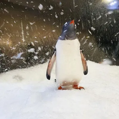 Harrison - Cute Gentoo penguins walking at SEA LIFE Melbourne’
