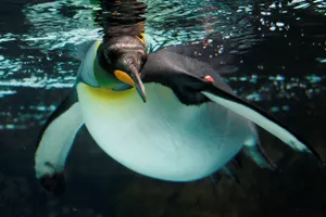 King Penguin Swimming In Pool