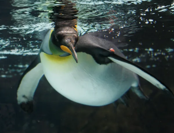 King Penguin Swimming In Pool