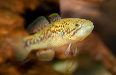Gudgeon Photo