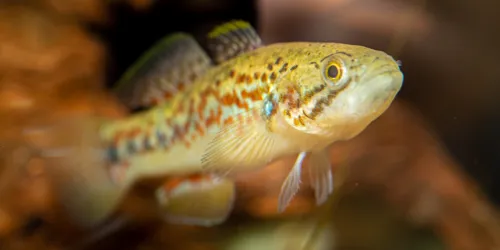 Gudgeon Photo