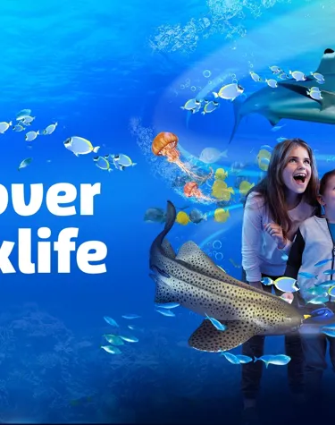 Discover Sharklife (1)