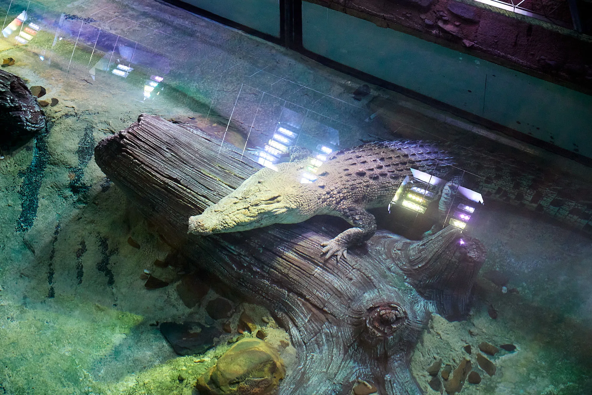 KP 039 New Crocodile Arrival 240326