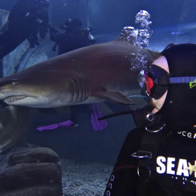 Shark Dive Xtreme 4