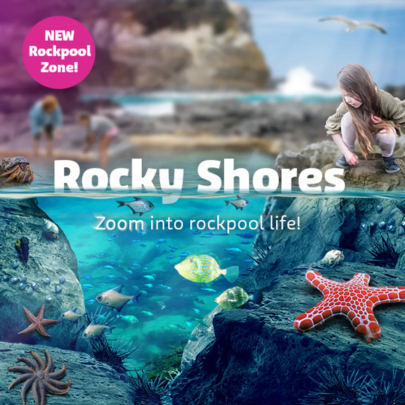 Rockpool Life SEA LIFE Melbourne Aquarium - Official Website