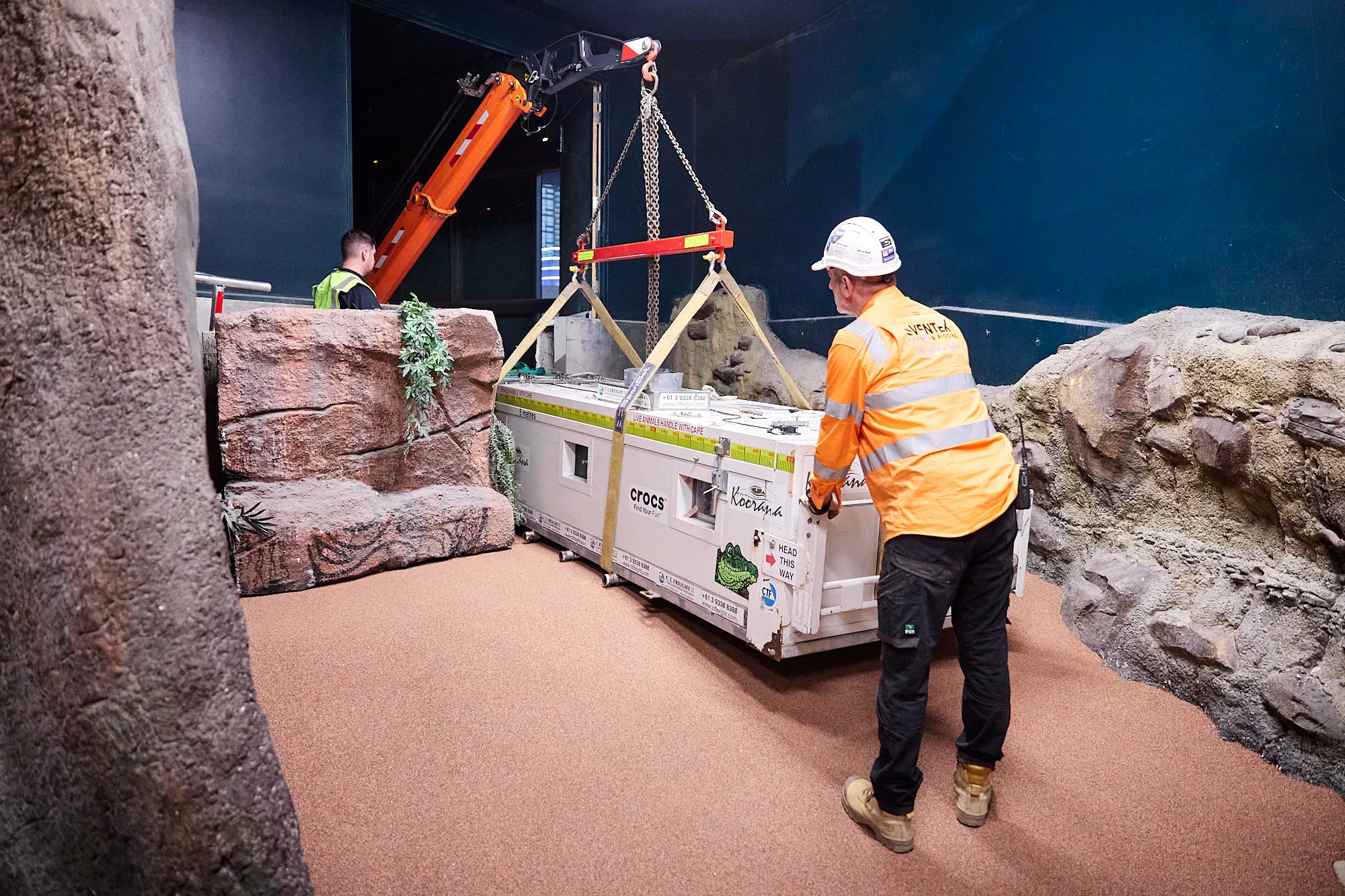 KP 026 New Crocodile Arrival 220326