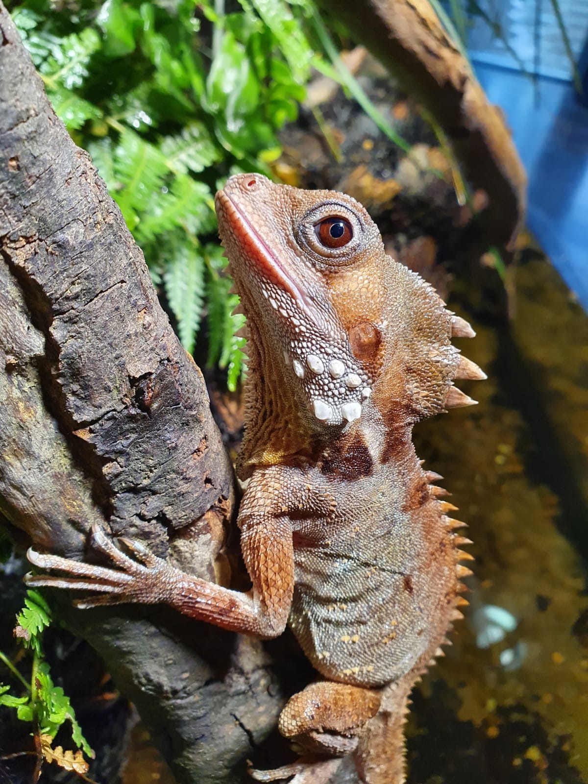‘Boyd's Forest Dragon transitioned from female to male
