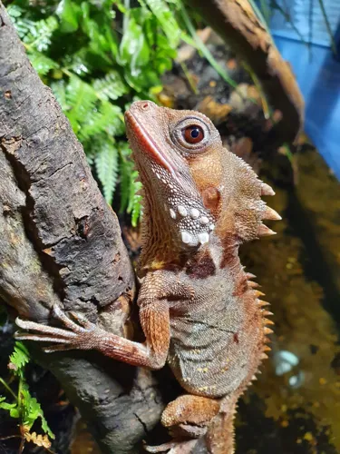 ‘Boyd's Forest Dragon transitioned from female to male