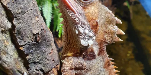 ‘Boyd's Forest Dragon transitioned from female to male