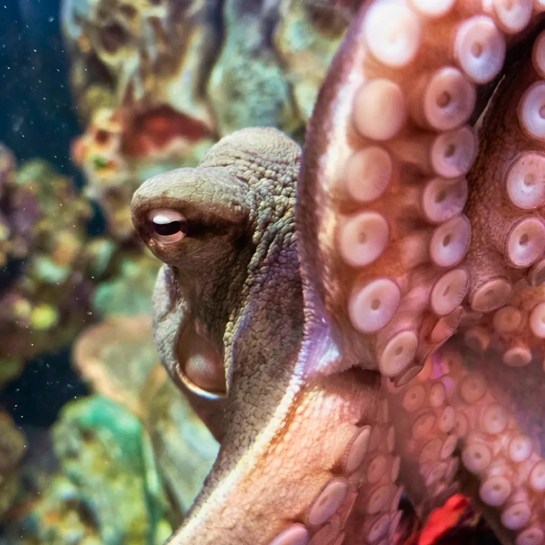 Fuzz The Gloomy Octopus At SEA LIFE Melbourne Aquarium 01