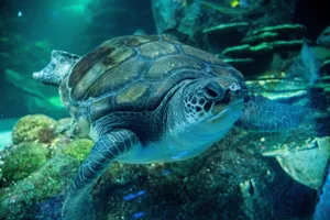 plugga the turtle