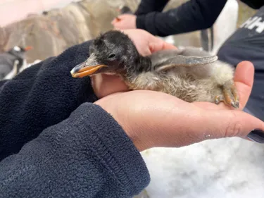 Gentoo Penguin 02.11.20 1