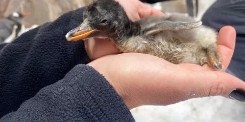 Gentoo Penguin 02.11.20 1