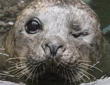 Seal SEA LIFE Trust