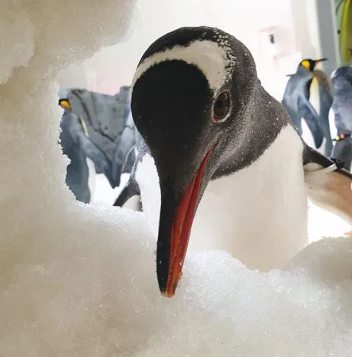 Barrel - Cute Gentoo penguins at SEA LIFE Melbourne