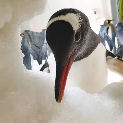 Barrel - Cute Gentoo penguins at SEA LIFE Melbourne