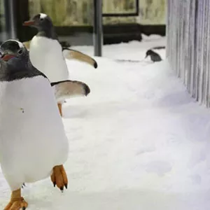 Penguin Expedition