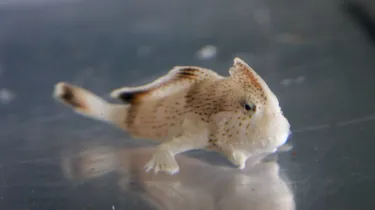 SLMA Spotted Handfish 2023 (1)