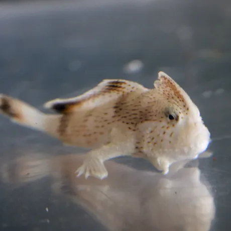 SLMA Spotted Handfish 2023 (1)