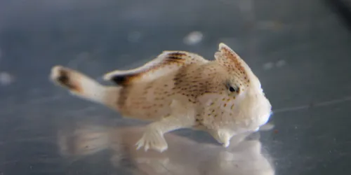 SLMA Spotted Handfish 2023 (1)