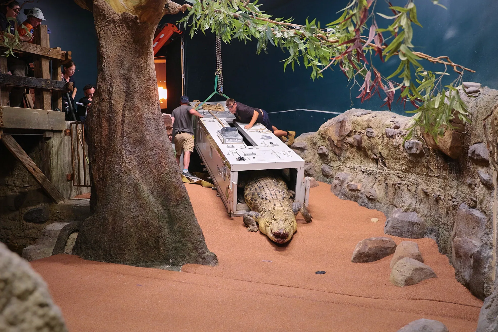 KP 035 New Crocodile Arrival 240326