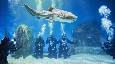 HPATCC At SEA LIFE Melbourne (1)