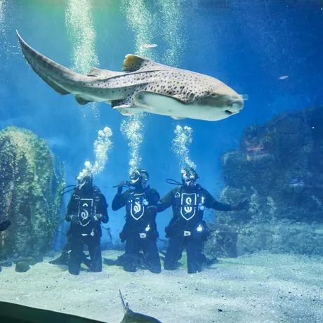 HPATCC At SEA LIFE Melbourne (1)