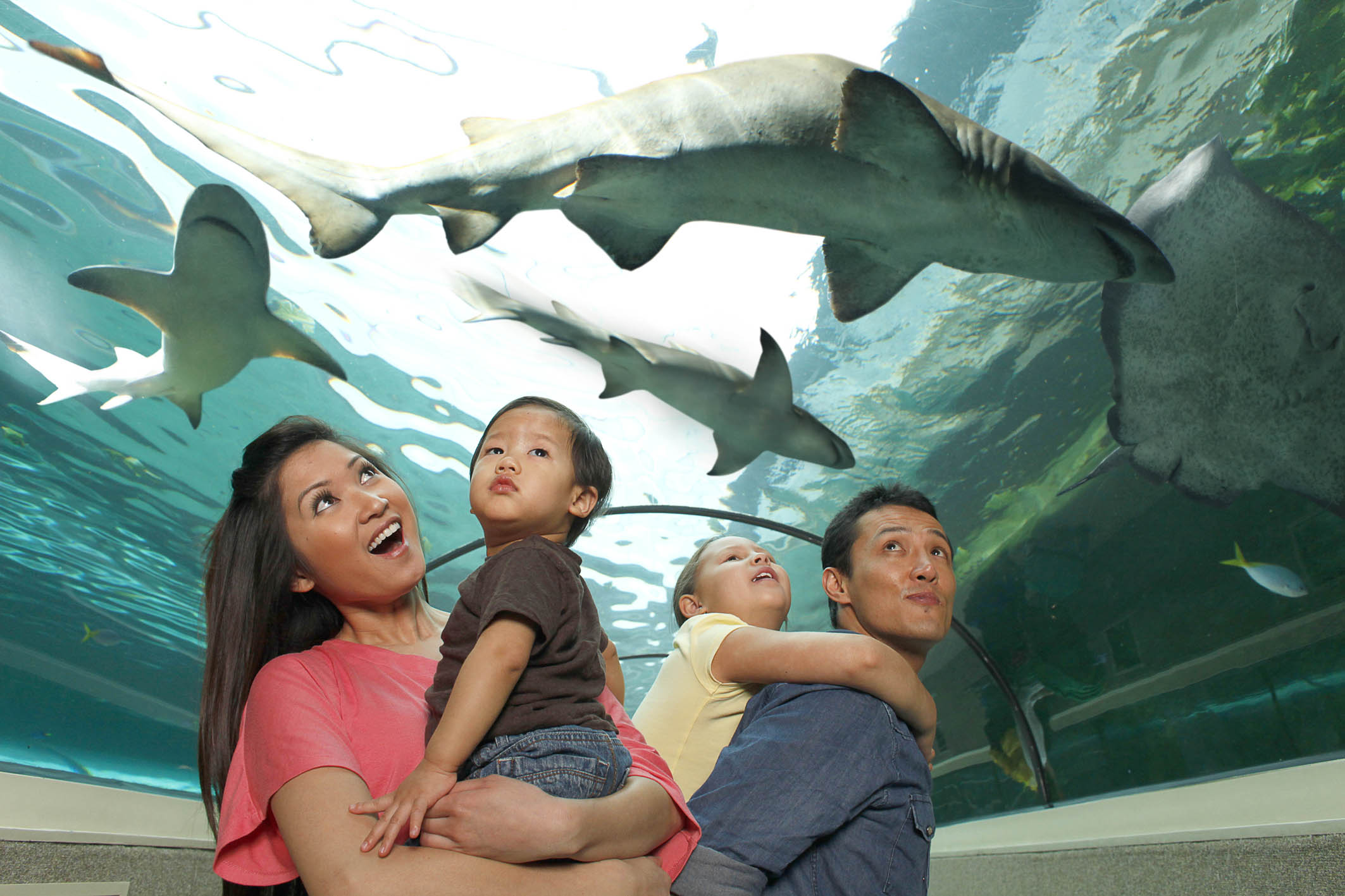 SEA LIFE Sydney Aquarium Family In Shark Valley