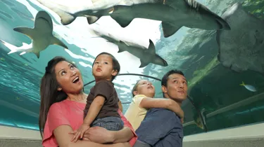 SEA LIFE Sydney Aquarium Family In Shark Valley