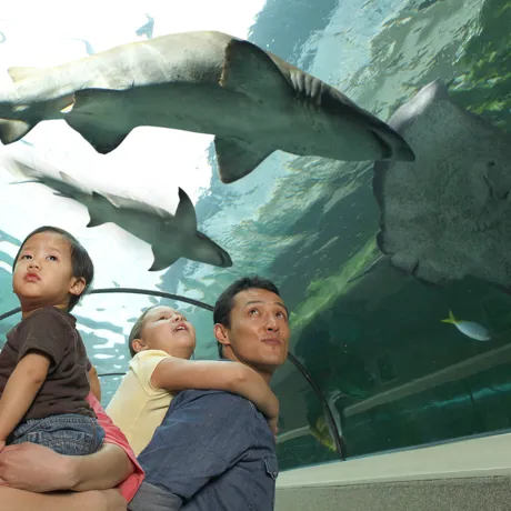 SEA LIFE Sydney Aquarium Family In Shark Valley