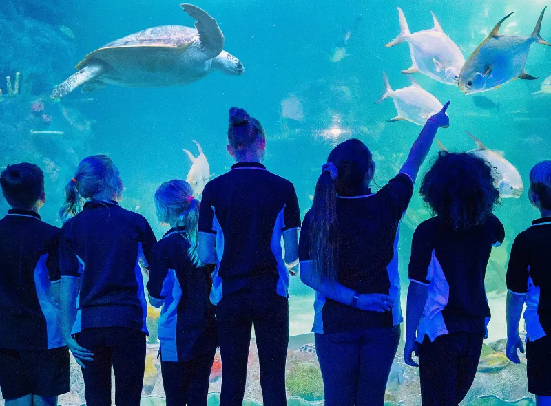 Point To Fish Mobile Image SLMA