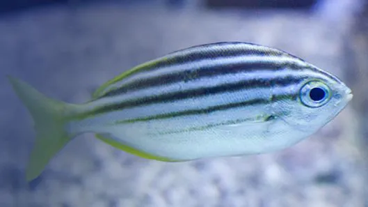 Australian Mado - Australian fish in SEA LIFE Melbourne Aquarium