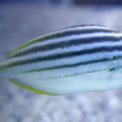 Learn About Ocean Fish  SEA LIFE Melbourne Aquarium