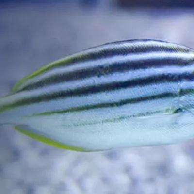 Australian Mado - Australian fish in SEA LIFE Melbourne Aquarium