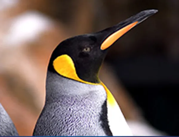 Penguin Close Up