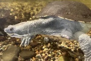 murray river turtle