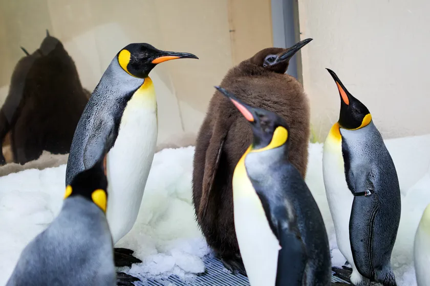 Pesto with other King Penguins - Covered in brown feathers rather than the black / grey and white with yellow of adults. Pesto is the largest of the group