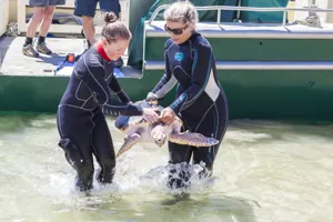 20160119 SLMA, Turtle Release 00408 HI RES