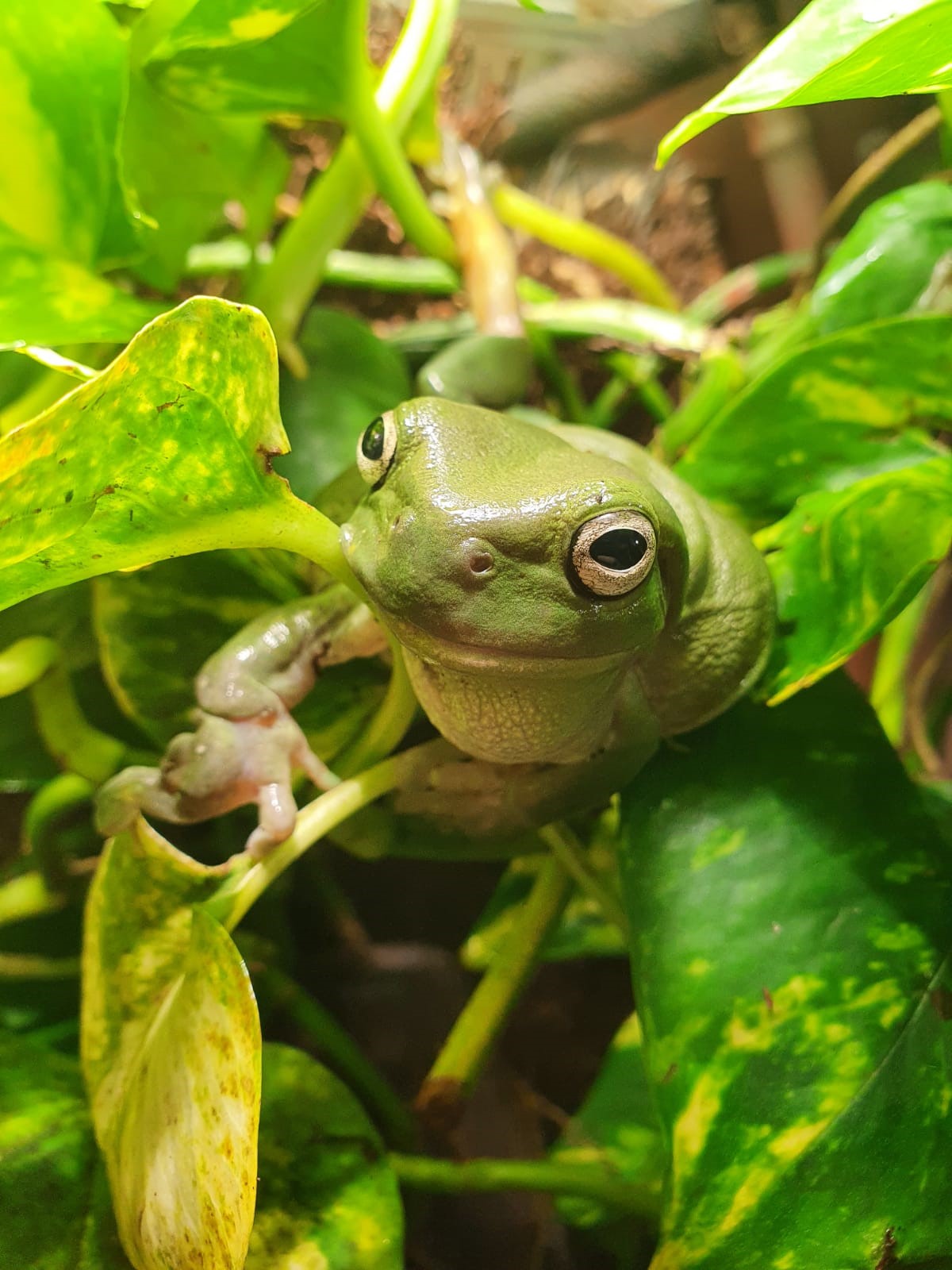SLMA Green Tree Frog 2