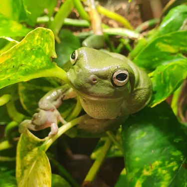 ‘Learn Fun Frog Facts with Sea Life Melbourne