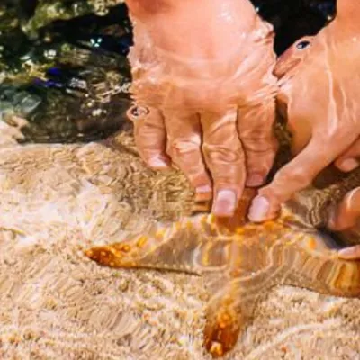 1950 X 550 Touch Sea Star SLMA